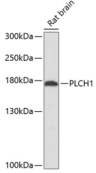PLCH1 Antibody