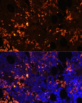 GPR55 Antibody