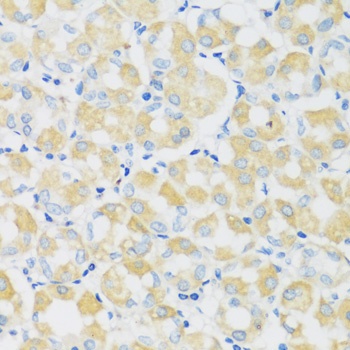 C1GALT1 Antibody