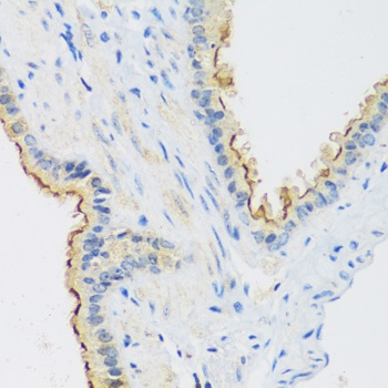 C1GALT1 Antibody