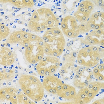 C1GALT1 Antibody