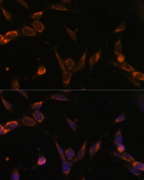 USP30 Antibody