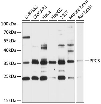 PPCS Antibody