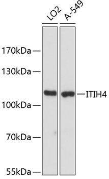 ITIH4 Antibody