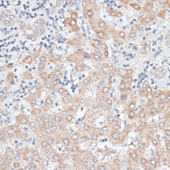 GPC4 Antibody