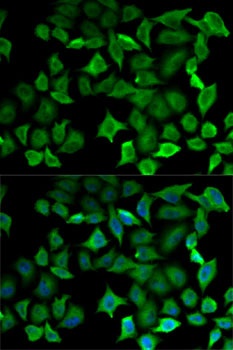 NOS1 Antibody
