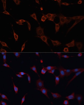 PDIA2 Antibody