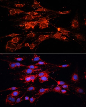 RAB7A Antibody