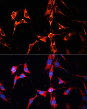 RAB7A Antibody