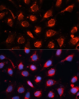 RAB7A Antibody