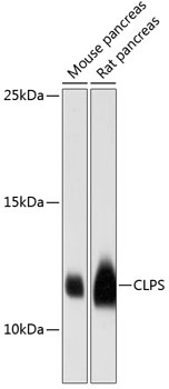 CLPS Antibody