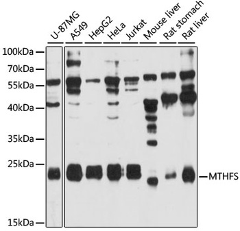 MTHFS Antibody