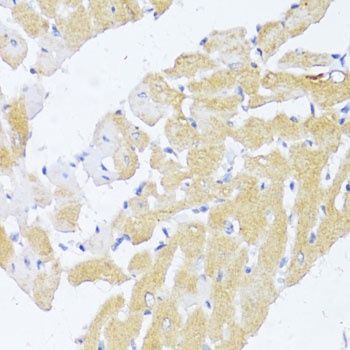 NAT2 Antibody