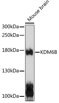 Kdm6b Antibody