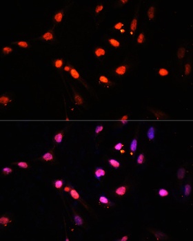 Kdm6b Antibody