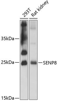 SENP8 Antibody