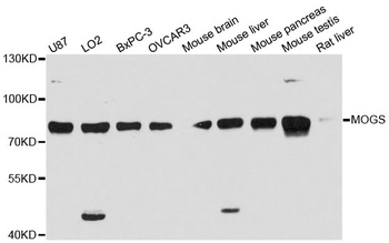 MOGS Antibody