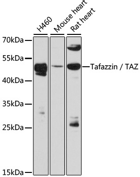 TAZ Antibody