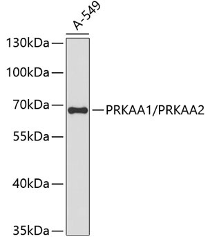 AMPKa1/AMPKa2 Antibody