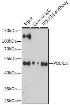 POLR1E Antibody
