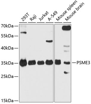 PSME3 Antibody