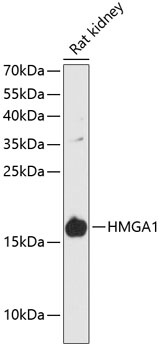 HMGA1 Antibody