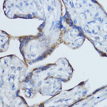 Aromatase Antibody