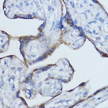 CYP19A1 Antibody