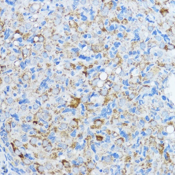 CYP19A1 Antibody