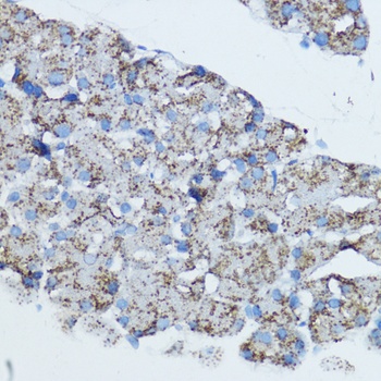 CYP19A1 Antibody