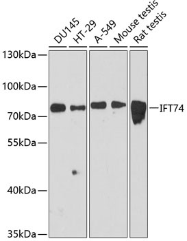 IFT74 Antibody