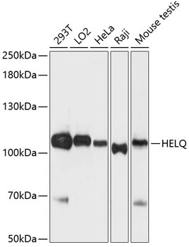 HELQ Antibody