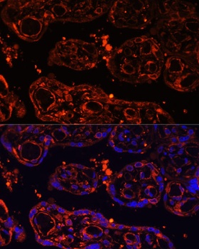 LGR4 Antibody