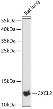 CXCL2 Antibody