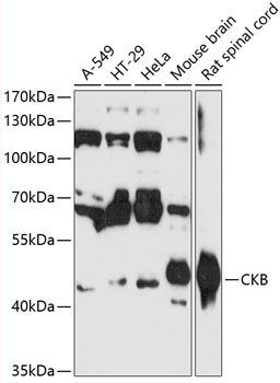 CKB Antibody