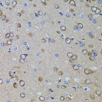 Gm13125 Antibody