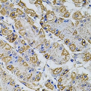 Gm13125 Antibody