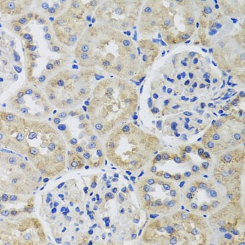 TUBB8 Antibody