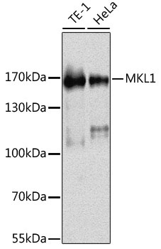MKL1 Antibody