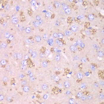 TXN2 Antibody