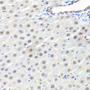 PRPF19 Antibody