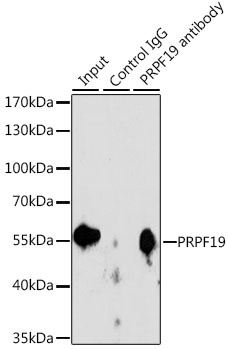 PRPF19 Antibody