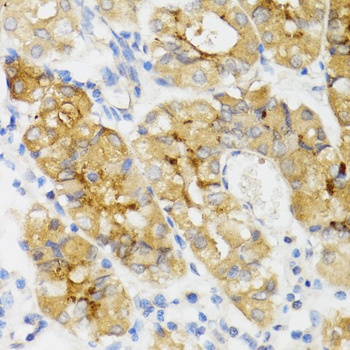 GHRL Antibody