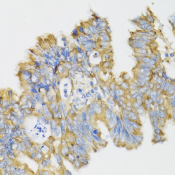 GHRL Antibody