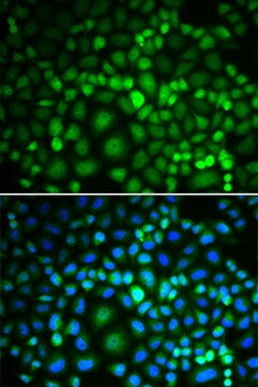 RUVBL2 Antibody