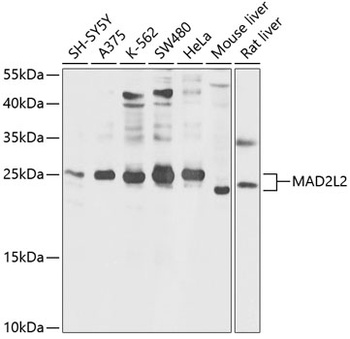 MAD2L2 Antibody