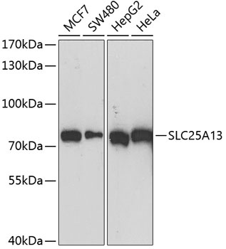 SLC25A13 Antibody
