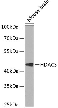 HDAC3 Antibody