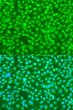 SFRS9 Antibody