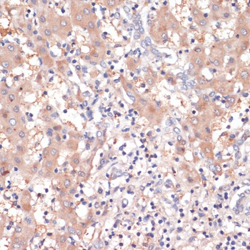 Cox2 Antibody